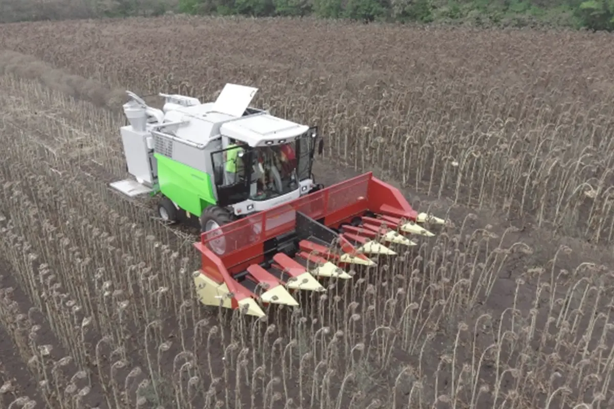 Eight-row sunflower header for Split dual plot combine